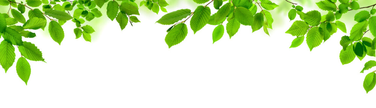Grüne Blätter auf weiß als natürliche Verzierung, Panorama Format