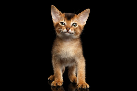 Funny Abyssinian Kitty Standing with winked eye on Isolated Black Background, front view