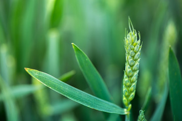 Macro shot of a wheat.

