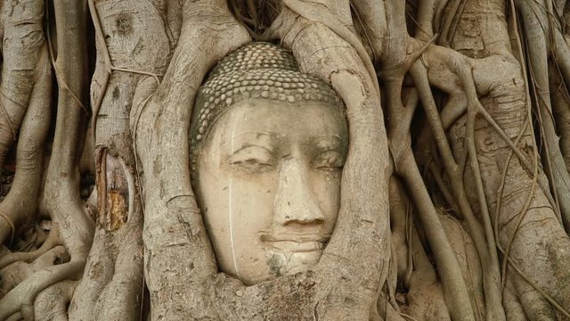 Buddha head embedded in a Banyan tree. Wat Wat Maha That, Ayutthaya. Slider stock footage.
