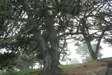 Forêt brumeuse