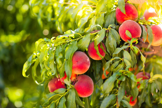 Fresh ripe peach on tree in summer orchard