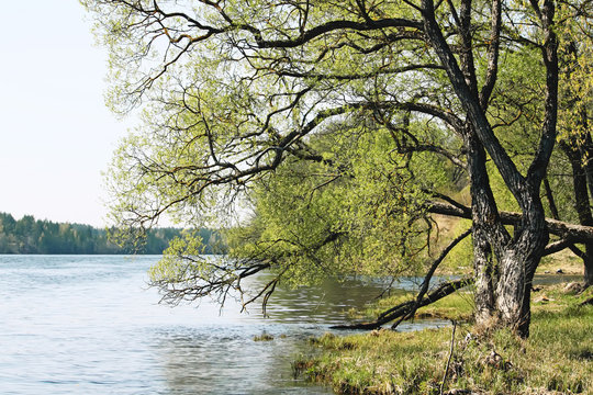 River Daugava in Latvia at spring