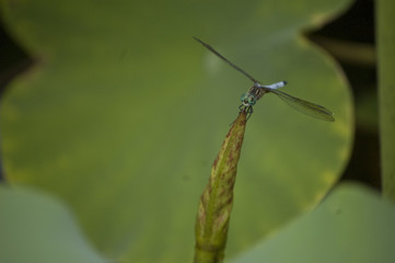Dragonfly