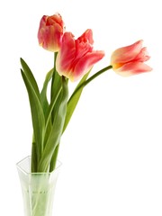 pretty tulips close up