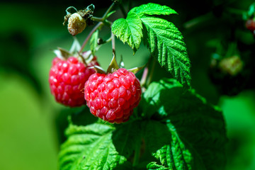 Macro shot of a group of fresh and ripe raspberries in a fruit garden on a sunny day on a green background

