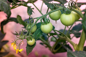 Macro shot of group of unripe tomatoes in a greenhouse on a sunny summer day

