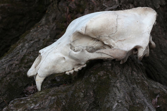 Animal bear whited skull lying on the big roots of tree. Big fangs. Dark bark is partly coated by moss. Lateral view.