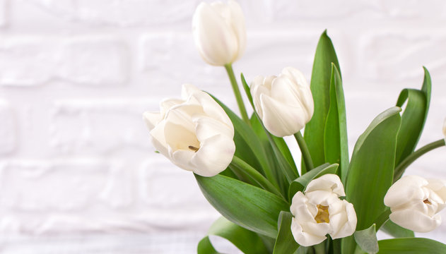Fresh white tulip flowers bouquet in front of white brick wall.