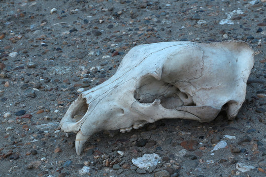 Dead spooky bear Ursus arctos  skull lying on a stony sand of riverside. Diagonal view.