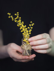 Mimosa in jars in female hands