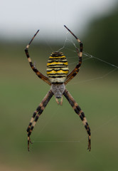 Wasp spider 1