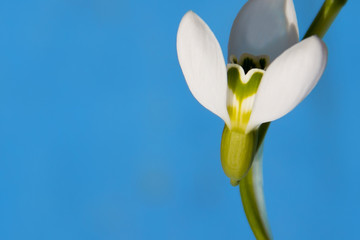 Green heart on the bud of snowdrop on blue background.