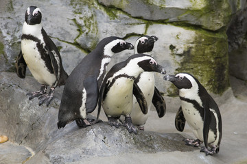 Jackass Penguin o Pinguinos del Cabo