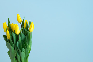 yellow tulips on the left side of light blue background
