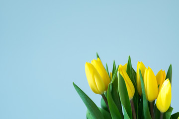 yellow tulips on the right side of light blue background