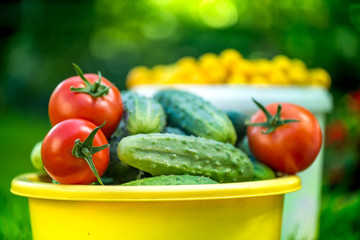 Big autumn harvest. Shot of bucket of freshly picked ripe red tomatoes, cucumbers and small yellow plums in the middle of a garden in early autumn

