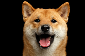 Close-up Portrait of head Shiba inu Dog, Looks Happy, Isolated Black Background, Front view