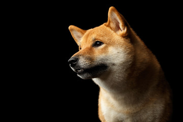 Close-up Portrait of head Shiba inu Dog, Looks friendly, Isolated Black Background, Profile view