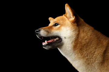 Close-up Portrait of head Shiba inu Dog, Looks friendly, Isolated Black Background, Profile view