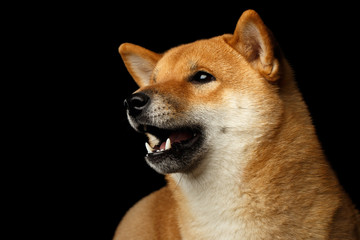 Close-up Portrait of head Shiba inu Dog, Looks friendly, Isolated Black Background, Profile view