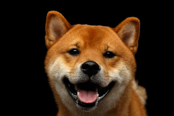 Close-up Portrait of head Shiba inu Dog, Looks friendly, Isolated Black Background, Front view
