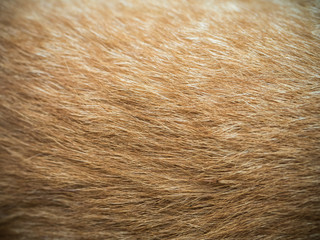 Closeup  of  cat fur