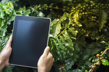 Farmer using digital tablet computer, cultivated coffee plantation in background. Modern technology application in agricultural growing activity concept Image.