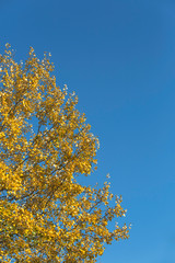 Autumn tree with leaf and blue sky