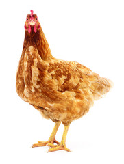 Brown hen isolated.