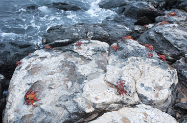 the Galapagos Islands