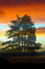 Summer sunset with pine tree