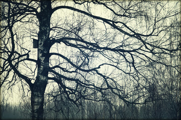 Birch tree at winter