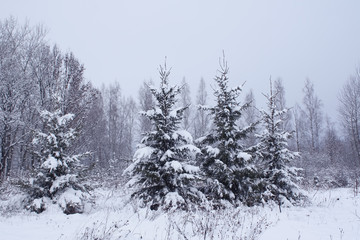Beautiful winter landscape with fir-trees.