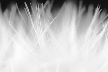 Dandelion. Abstract Background. Black And White Version. Close-Up. Macro. Shallow Depth Of Field.