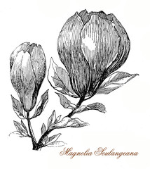 Naklejka premium Vintage engraving of Magnolia soulangeana flowers, flowering from a deciduous tree in early spring before the leaves