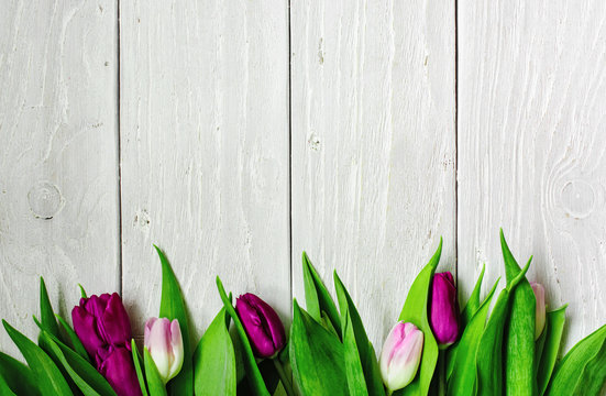purple and pink tulips over white wooden background