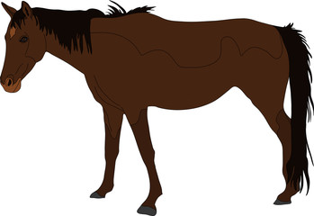 garub desert horse, walking - digital hand drawn vector illustration isolated on white background