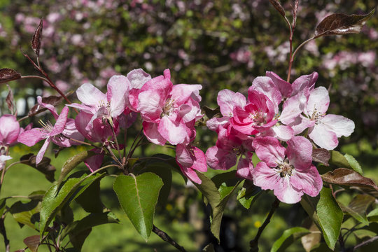 Blooming apple tree with pink flowers