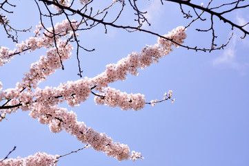 Cherry Blossom