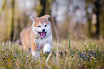 Naklejka na ściany i meble Akita inu dog playing on the grass