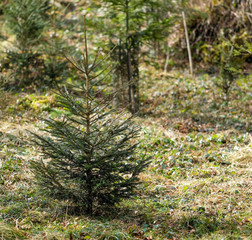 Fototapeta premium Wald mit Moos und Bäumen