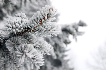 Naklejka na ściany i meble Frosty winter landscape in snowy forest