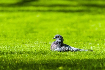 Pigeon in the fresh spring grass in the sun