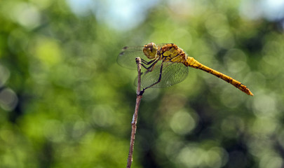 Dragonfly