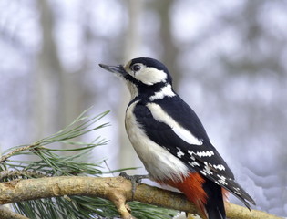 Obraz premium Great spotted woodpecker on pine branches near the feedefs.
