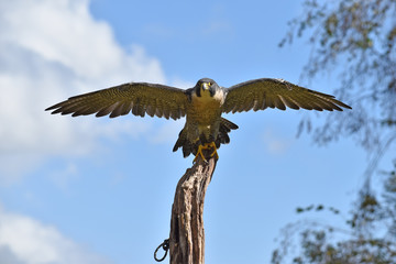 Peregrine Falcon taking off from tree New Forest Hampshire UK