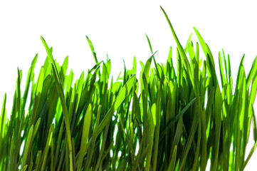 Fototapeta na wymiar Fresh green spring grass blades