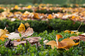 Autumn and yellow leaves