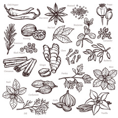 Sketch Herbs And Spices Set